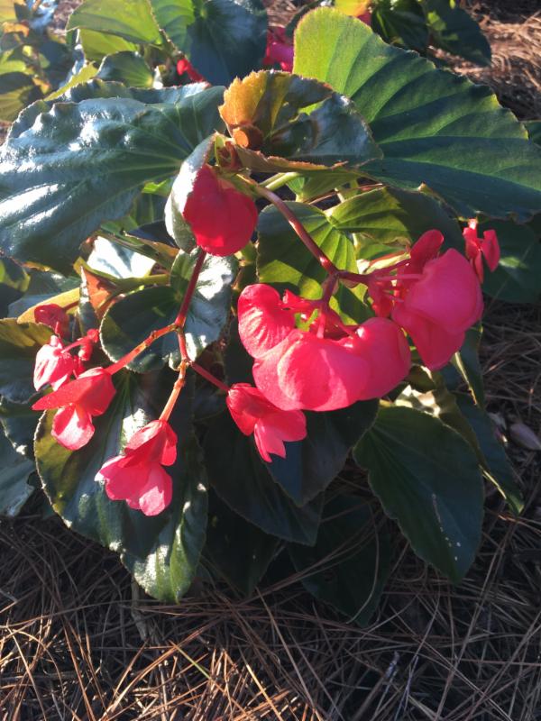 MegaMatt Red Begonia _1_jpg